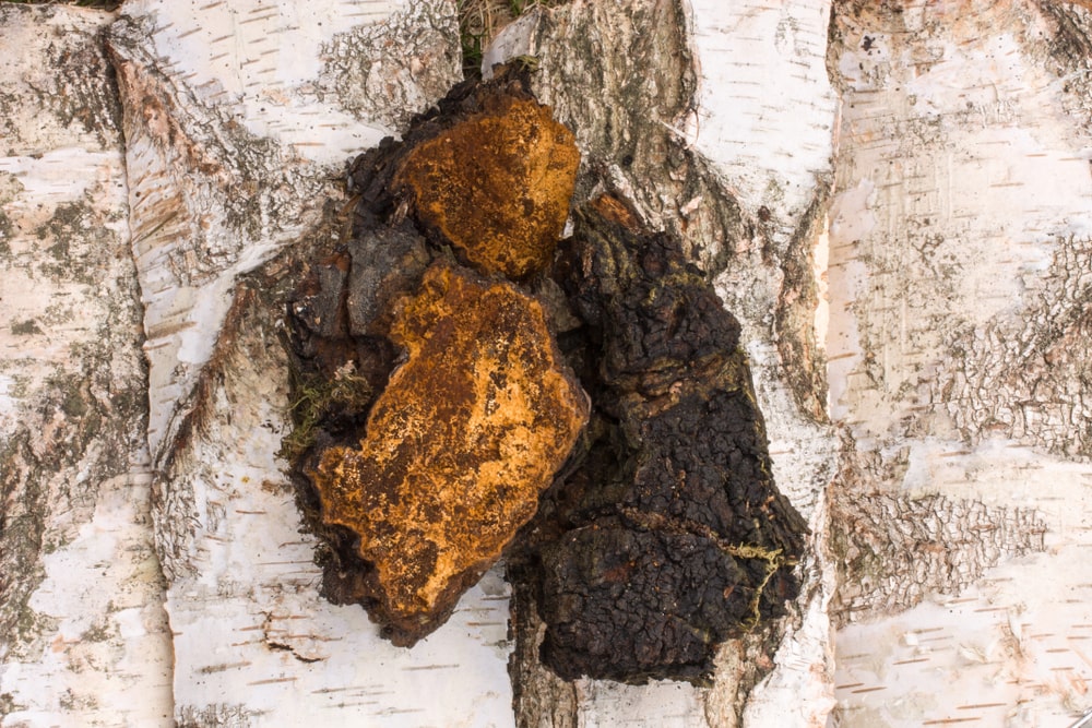 Chaga mushrooms for dogs
