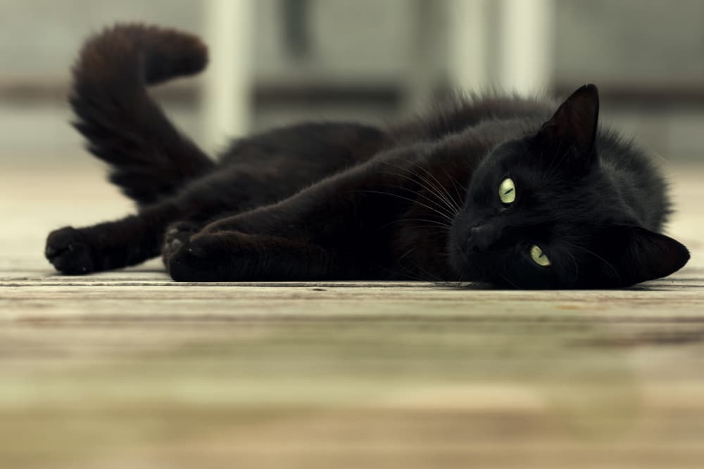 Cat laying down in a kitchen on the floor