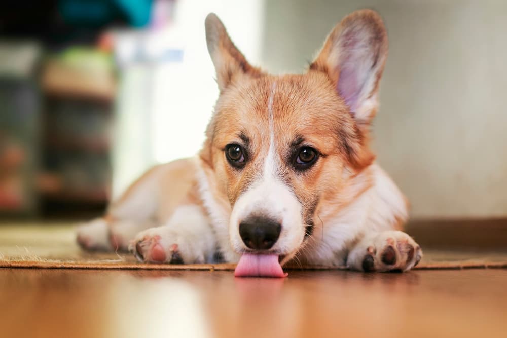 Why Is My Dog Licking the Floor?
