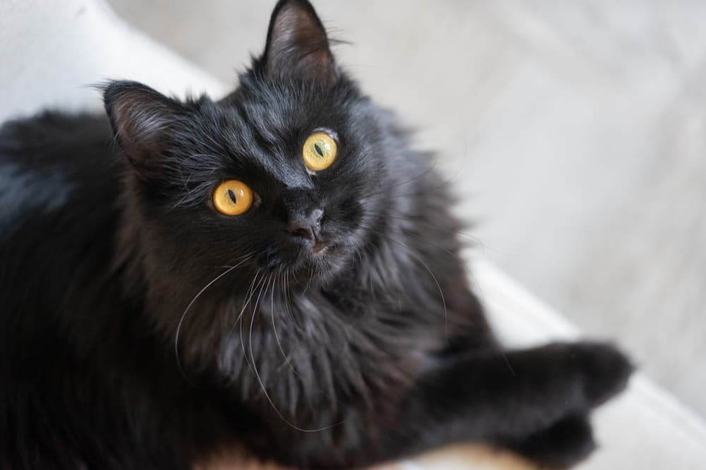 Cute black cat laying on a couch with front paws crossed