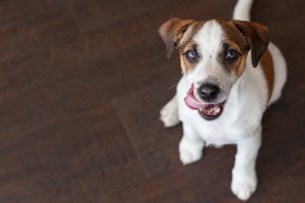 Dog sitting on floor licking mouth