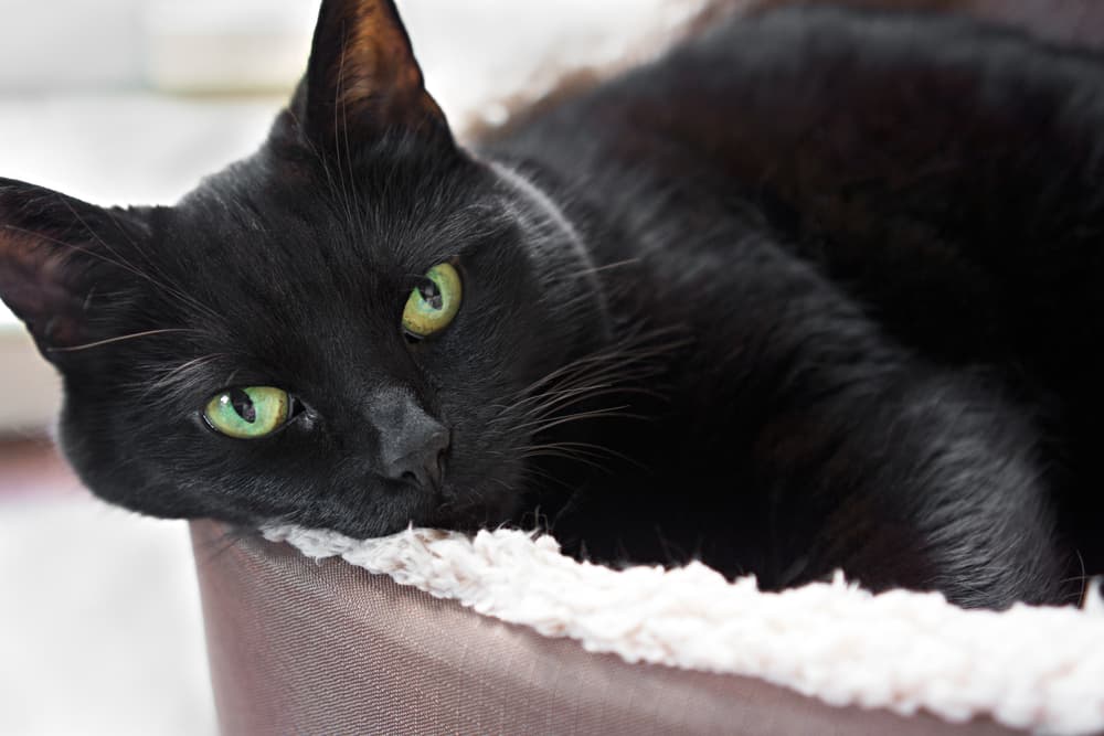Cat laying in a basket with a blanket