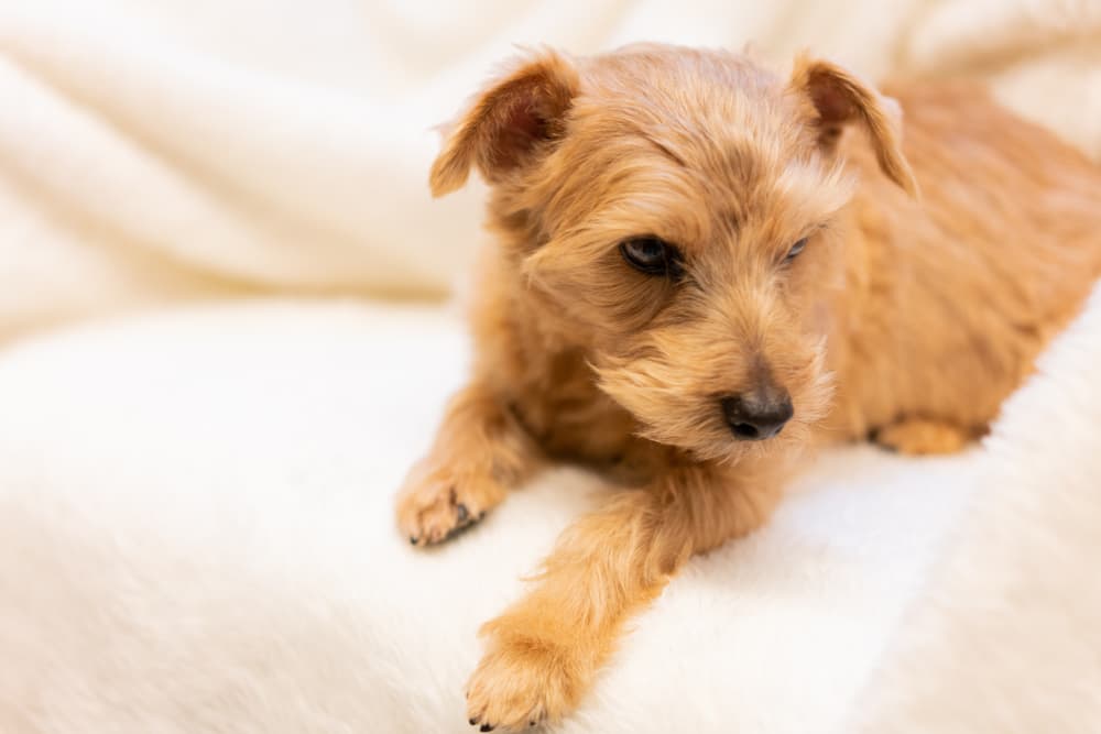 Norfolk Terrier dog sitting on a sofa
