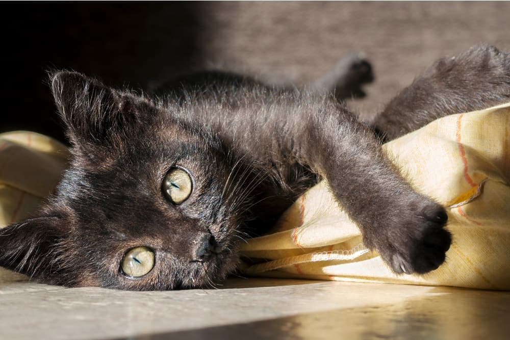 139 Names for Black Cats