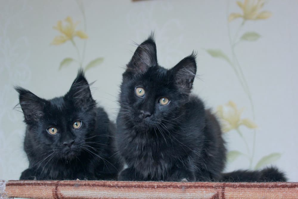 Two cats sitting on a ledge