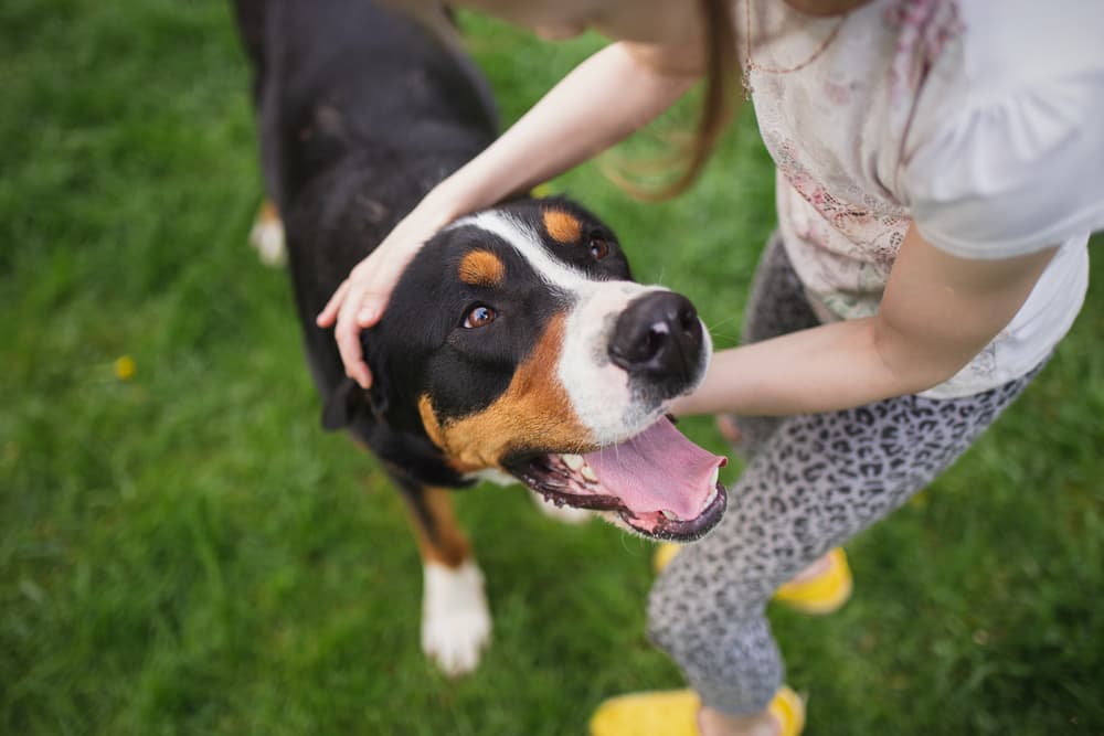 Dog smiling outdoors with child