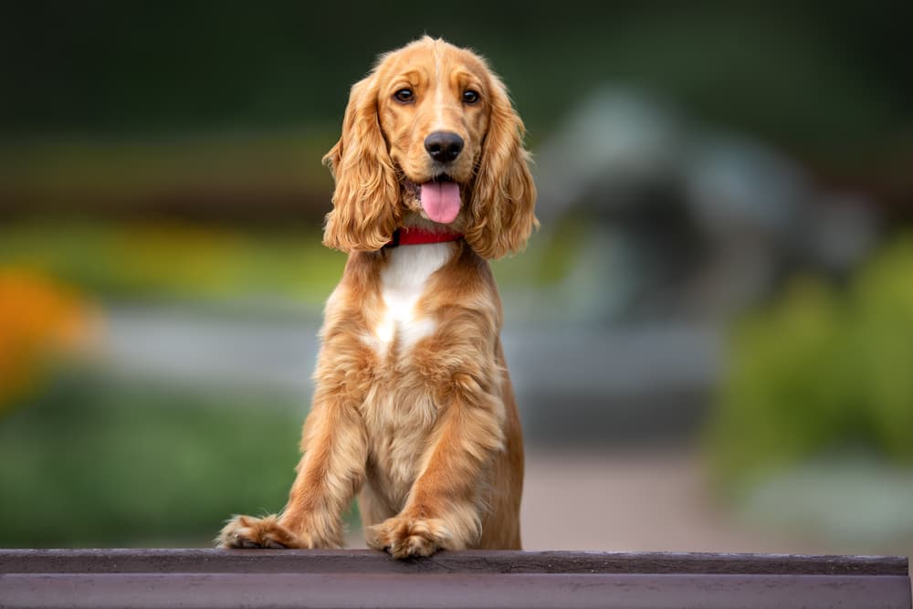 Dog sitting up on a bench in the park with wonderful fur