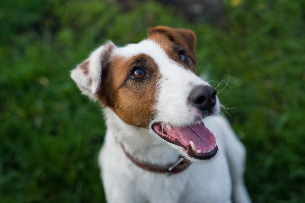 Cute dog looking up to camera smiling
