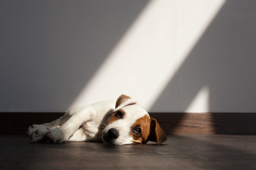 Dog laying on the ground looking sick