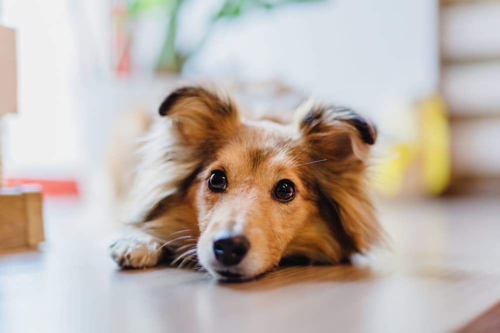 Dog laying down on floor looking up at owner wondering about vitamin e for dogs