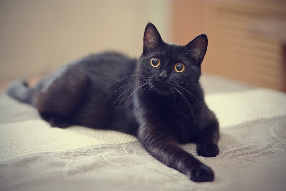 Black cat laying on the bed while thinking of names for black cats