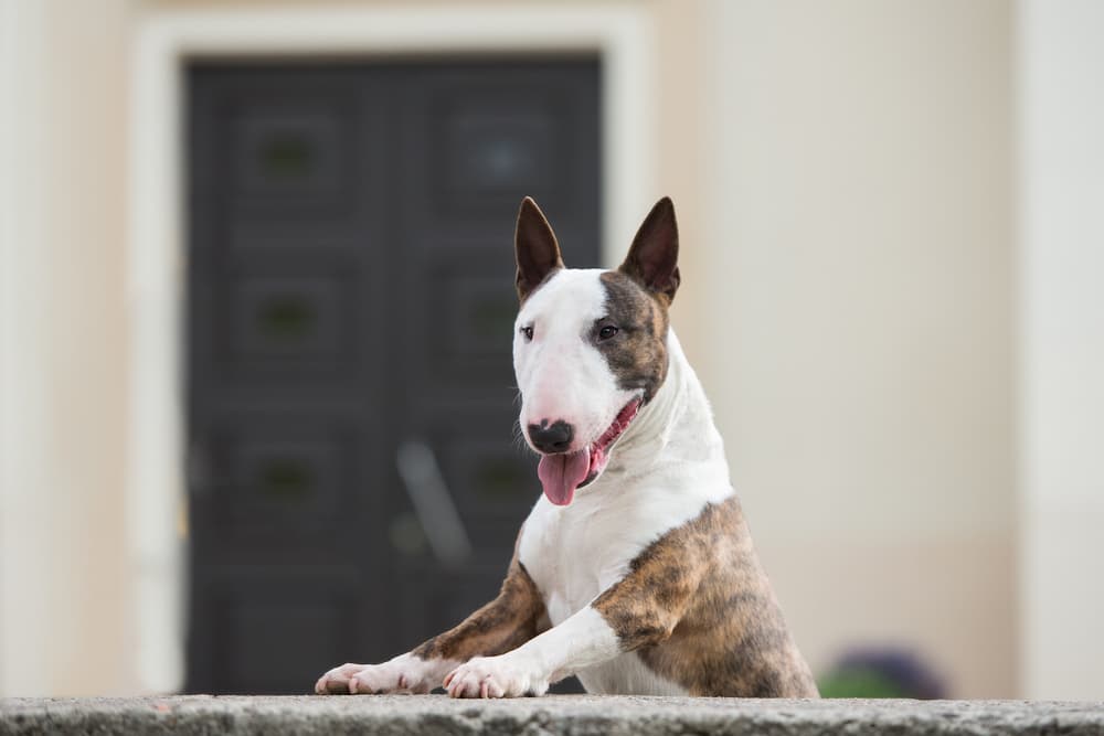 English bull terrier dog portrait outdoors