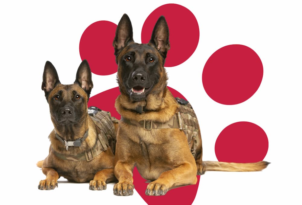 24 Pet insurance photo