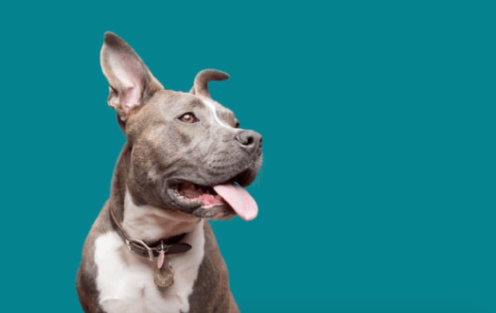 Embrace dog pet insurance
