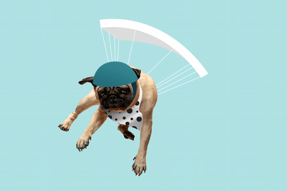 Spot dog pet insurance