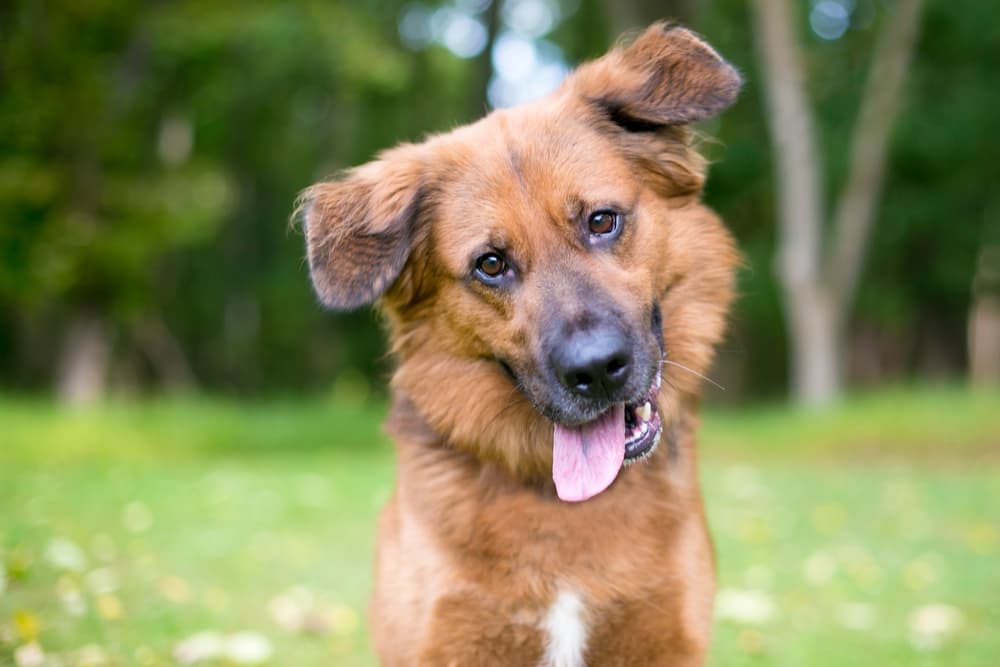 Dog head tilted looking at the camera