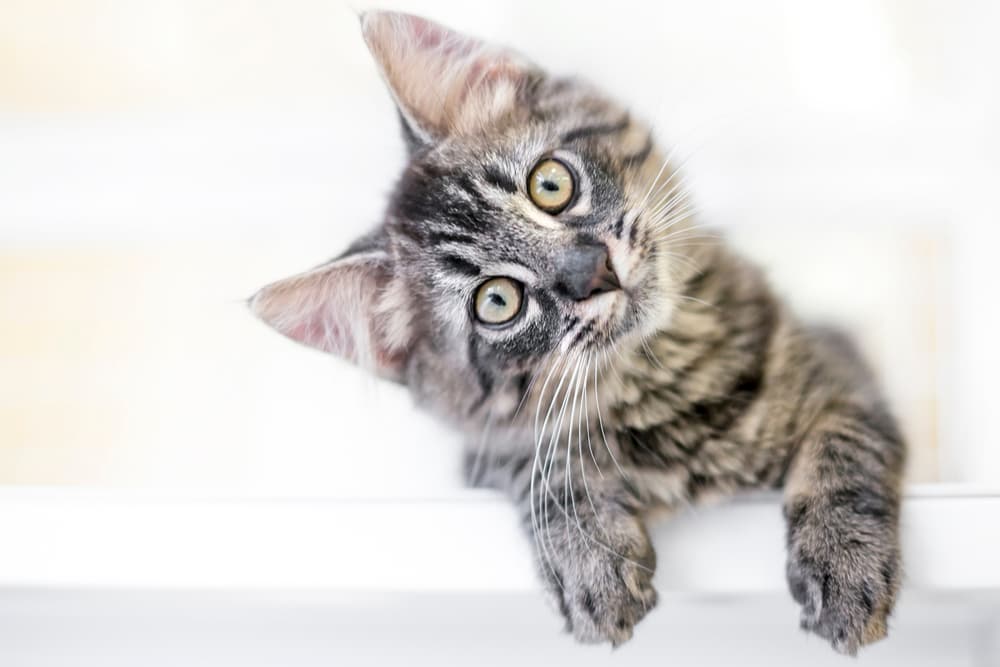 Cat with head tilt over shelf with paws hanging