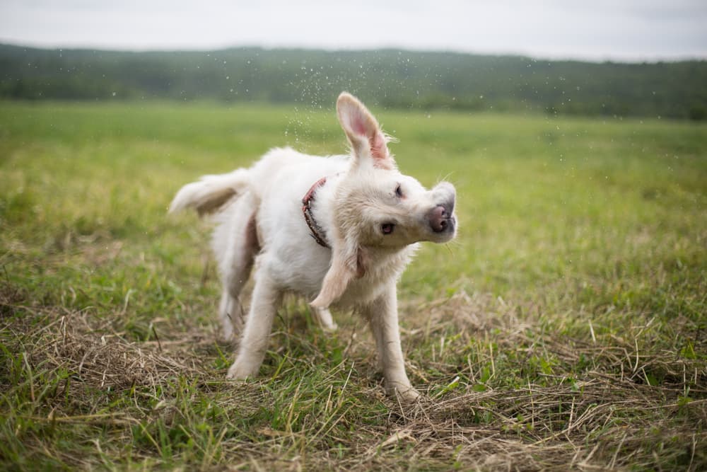 Dog outside shaking head from allergies