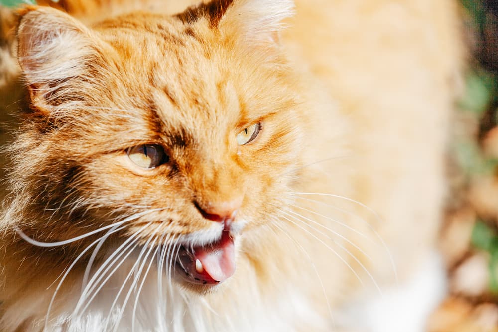 Cat with their mouth open