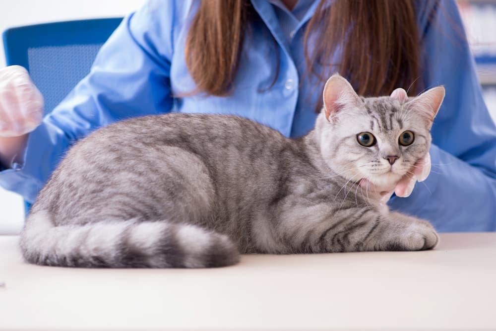Cat being examined in the vet
