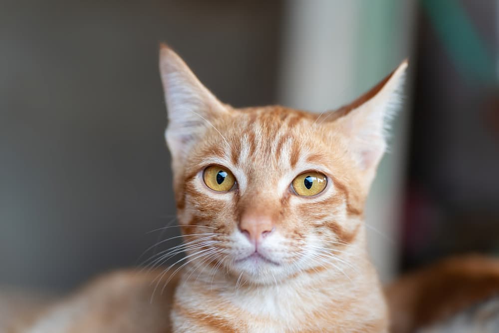 Cat head bobbing cat head tilted up and looking confused