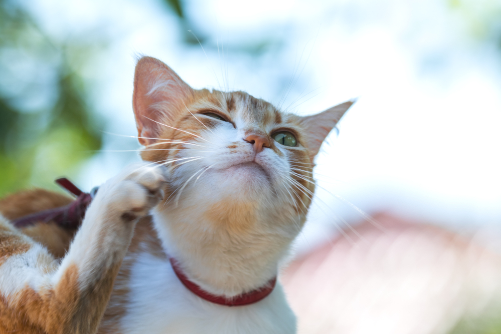 Cat scratching ear outside cause of cat head bobbing