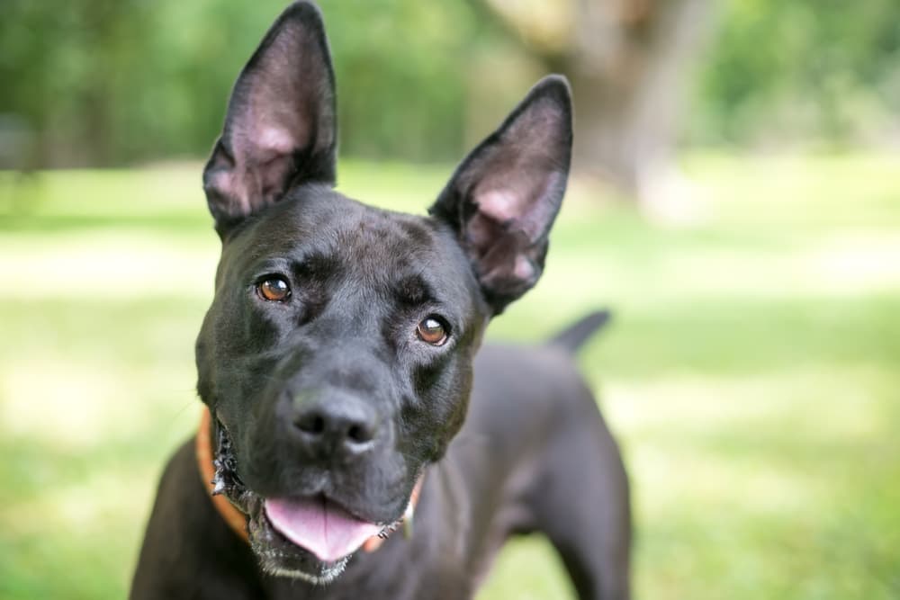 Dog head tilted looking to camera