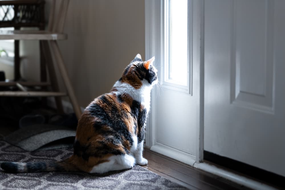 Cat waiting by the door
