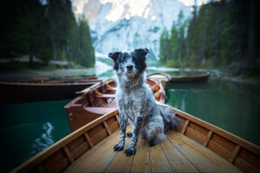 Dog in front of Italian mountains