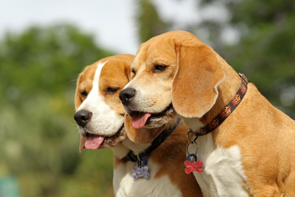 Hungry dogs looking at food outside