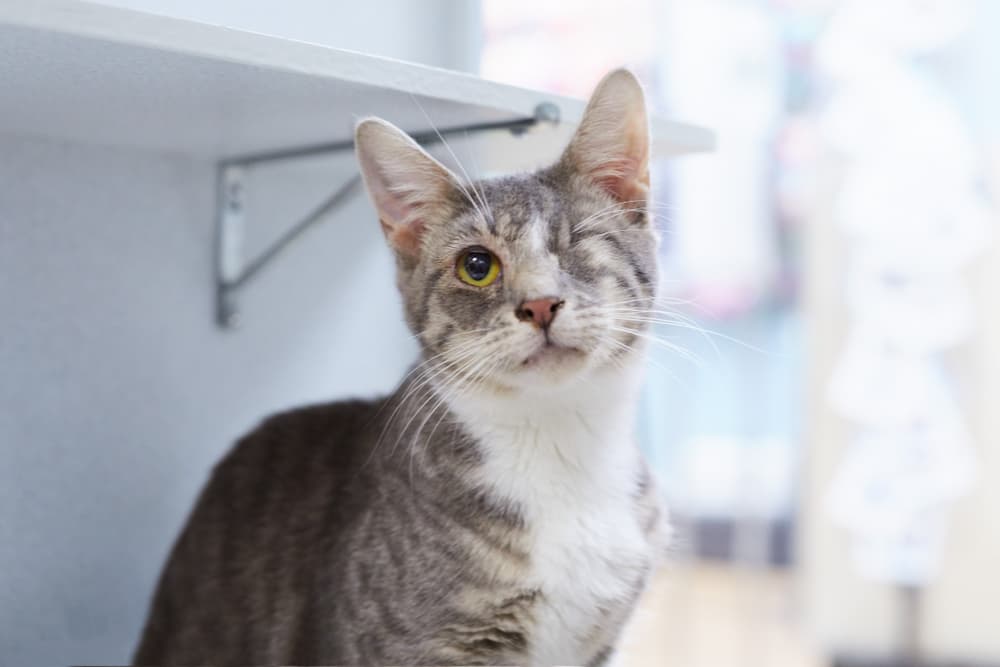 Cat with one eye