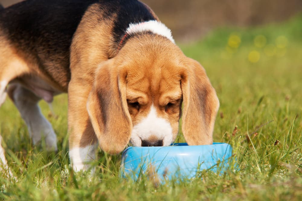 Limited-Ingredient Dog Food: Everything You Need to Know