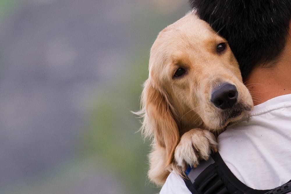 Dog looking sick while owner holds them waiting for a dose of Metronidazole for Dogs