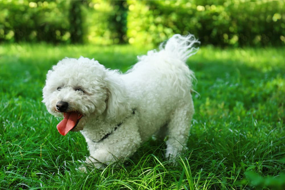 19 Hypoallergenic Dogs for Allergy Sufferers