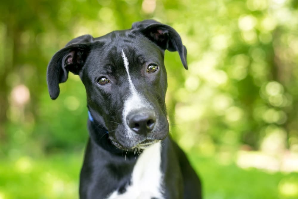 Dog head tilted to camera outdoors