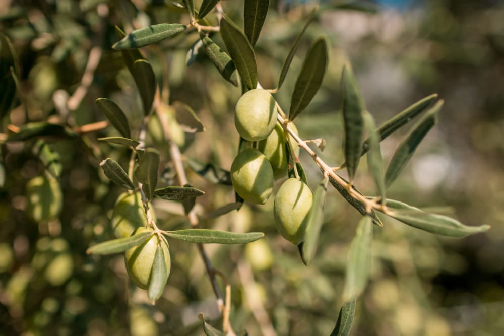 Olive branch with green olives
