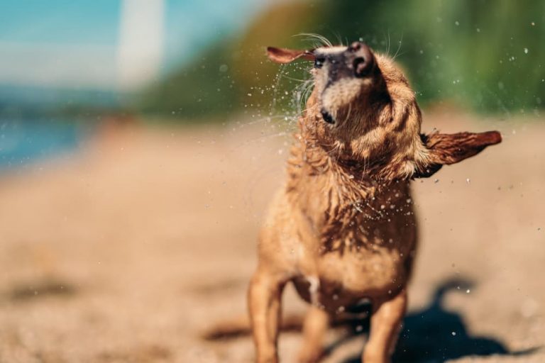 Dog shaking head on the beach