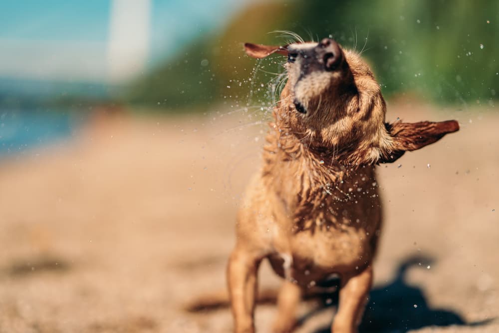 Why Do Dogs Shake Their Heads?
