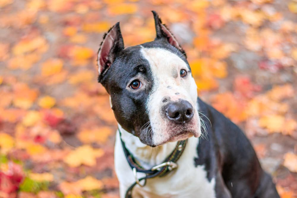 Dog looking at camera looking concerned