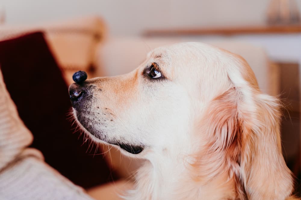 Can dogs eat blueberries? Dog sitting well behaved with a blueberry on their nose