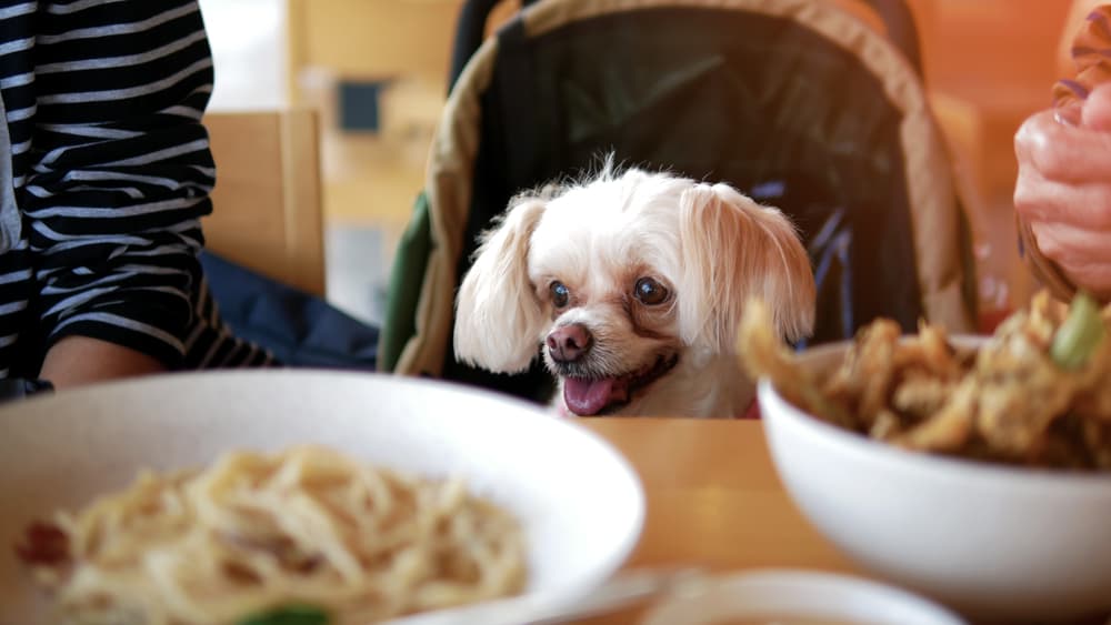 Dog staring at pasta