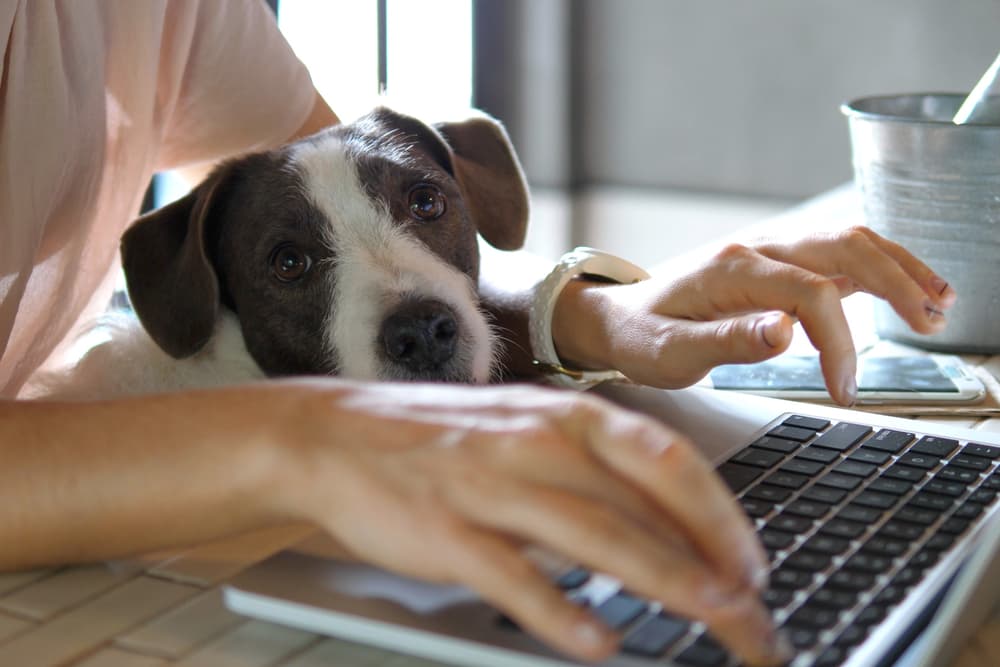 Typing on a laptop with dog sitting on lap