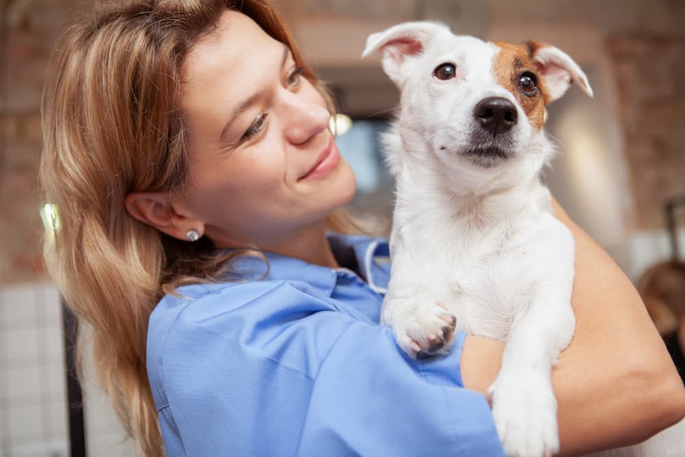 Dog being held at the vet