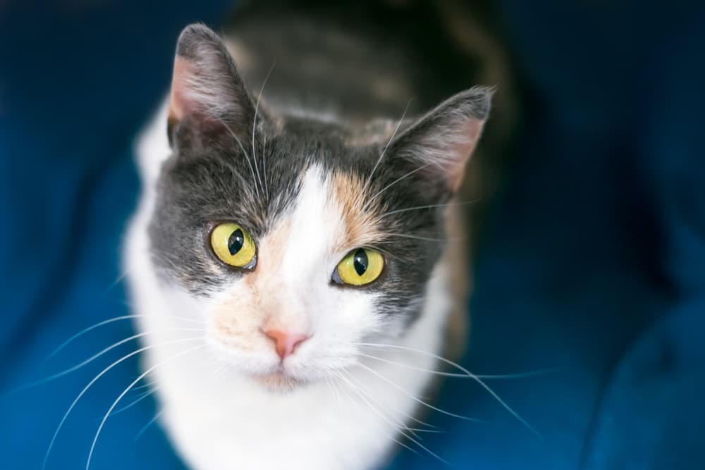 Cat Head Bobbing: Why It Happens