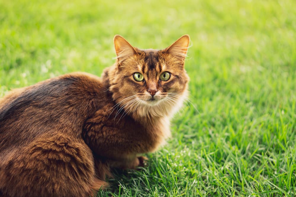 Large cat laying down in the grass