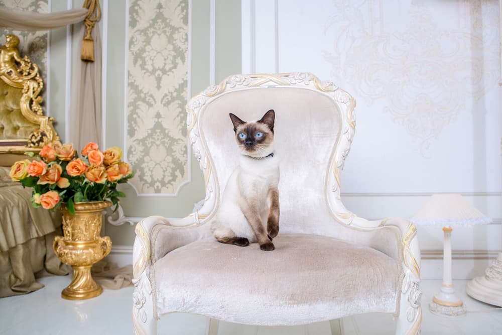 87 French Cat Names With Parisian Flair