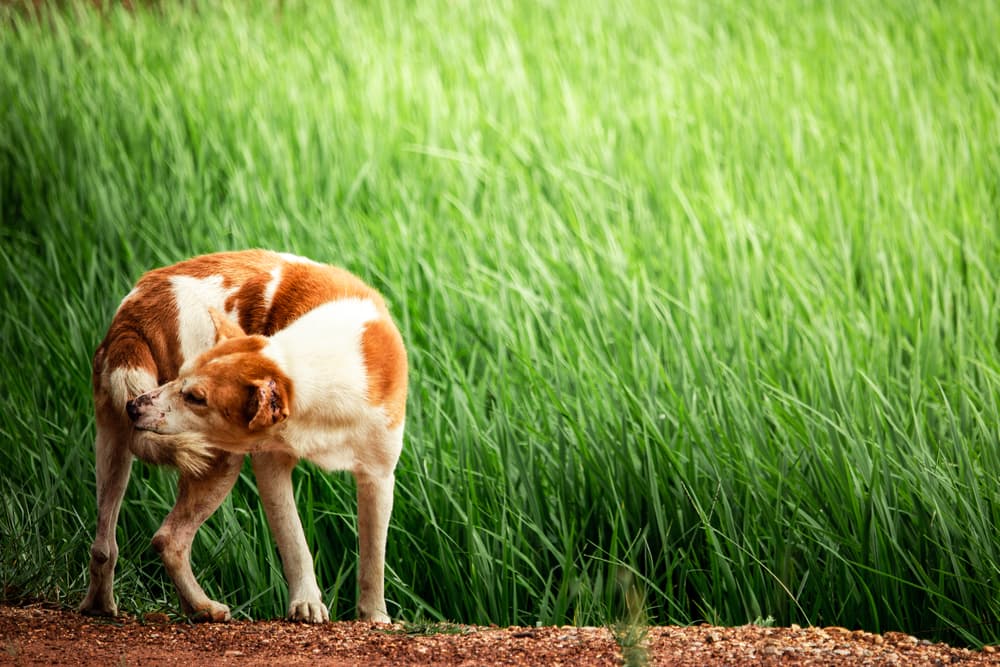 Dog biting their own tail