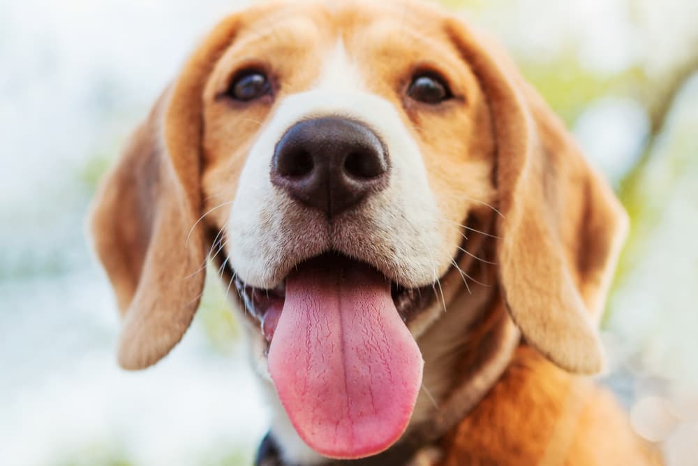 Close up of dog smiling outdoors