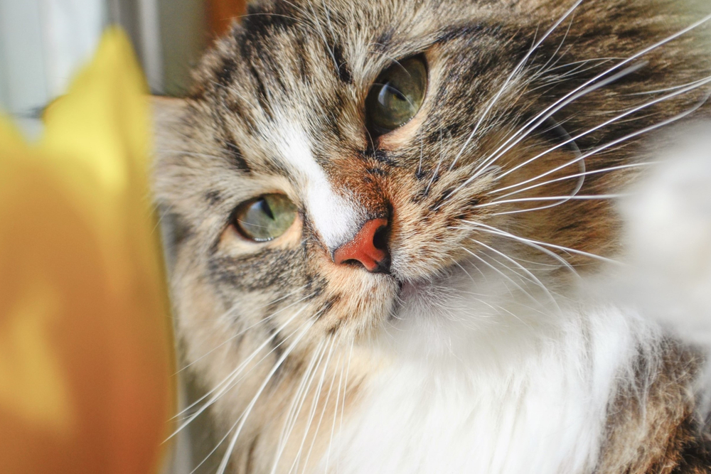 Cat sitting looking at owner by a window