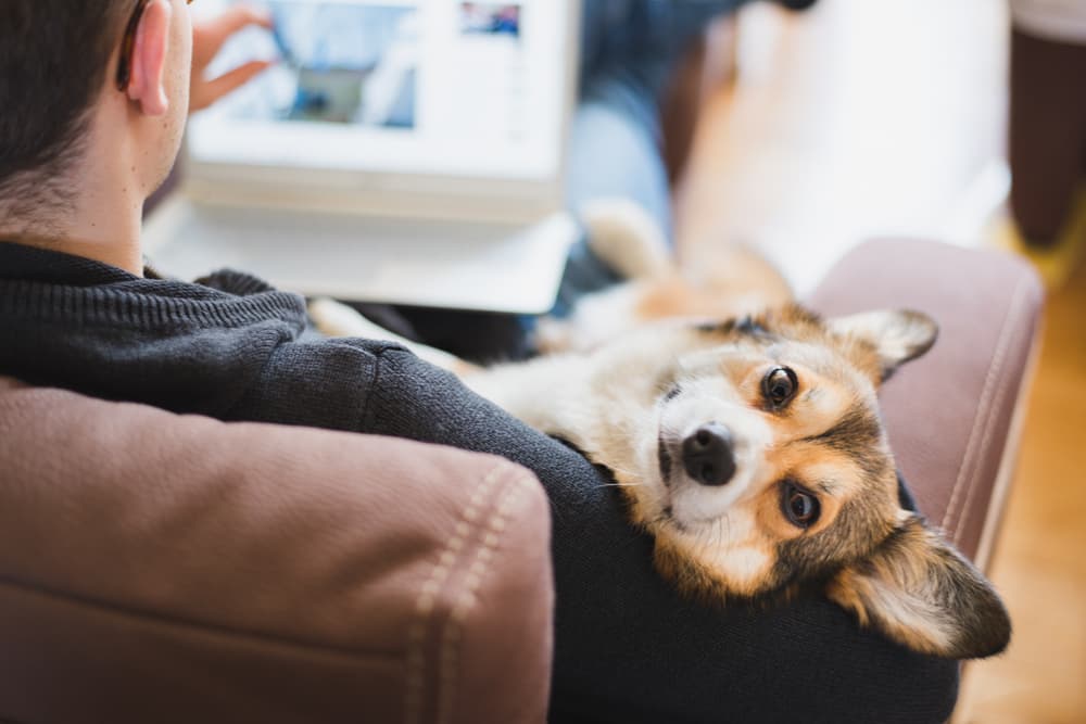 Dog looking confused and looking at camera